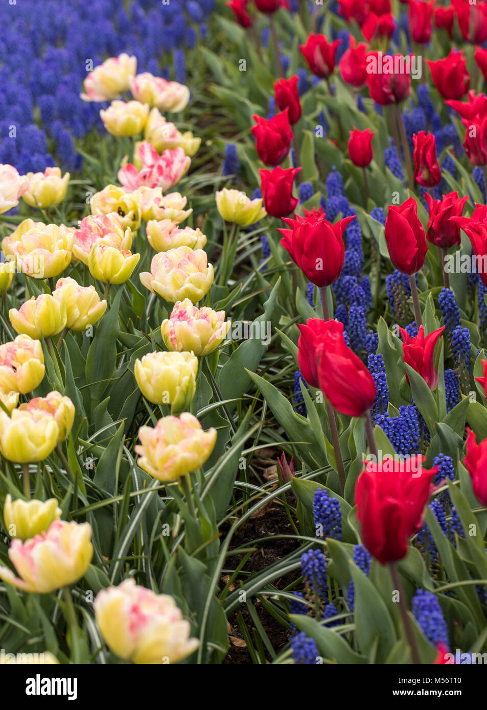 colorful tulips and blue hyacinth blooming in a garden Stock Photo - Alamy