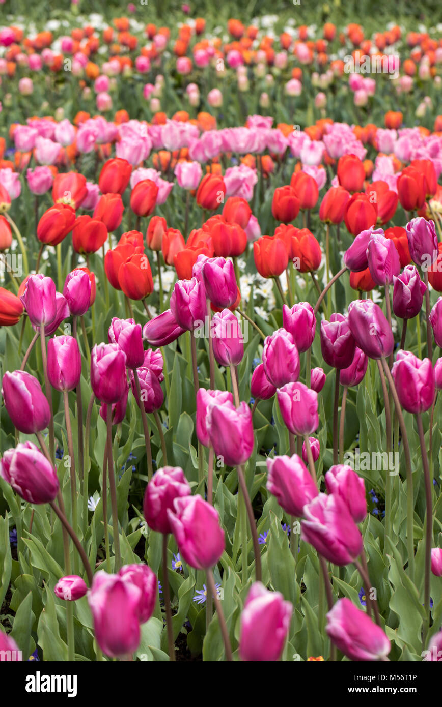 colorful tulips flowers blooming in a garden Stock Photo - Alamy