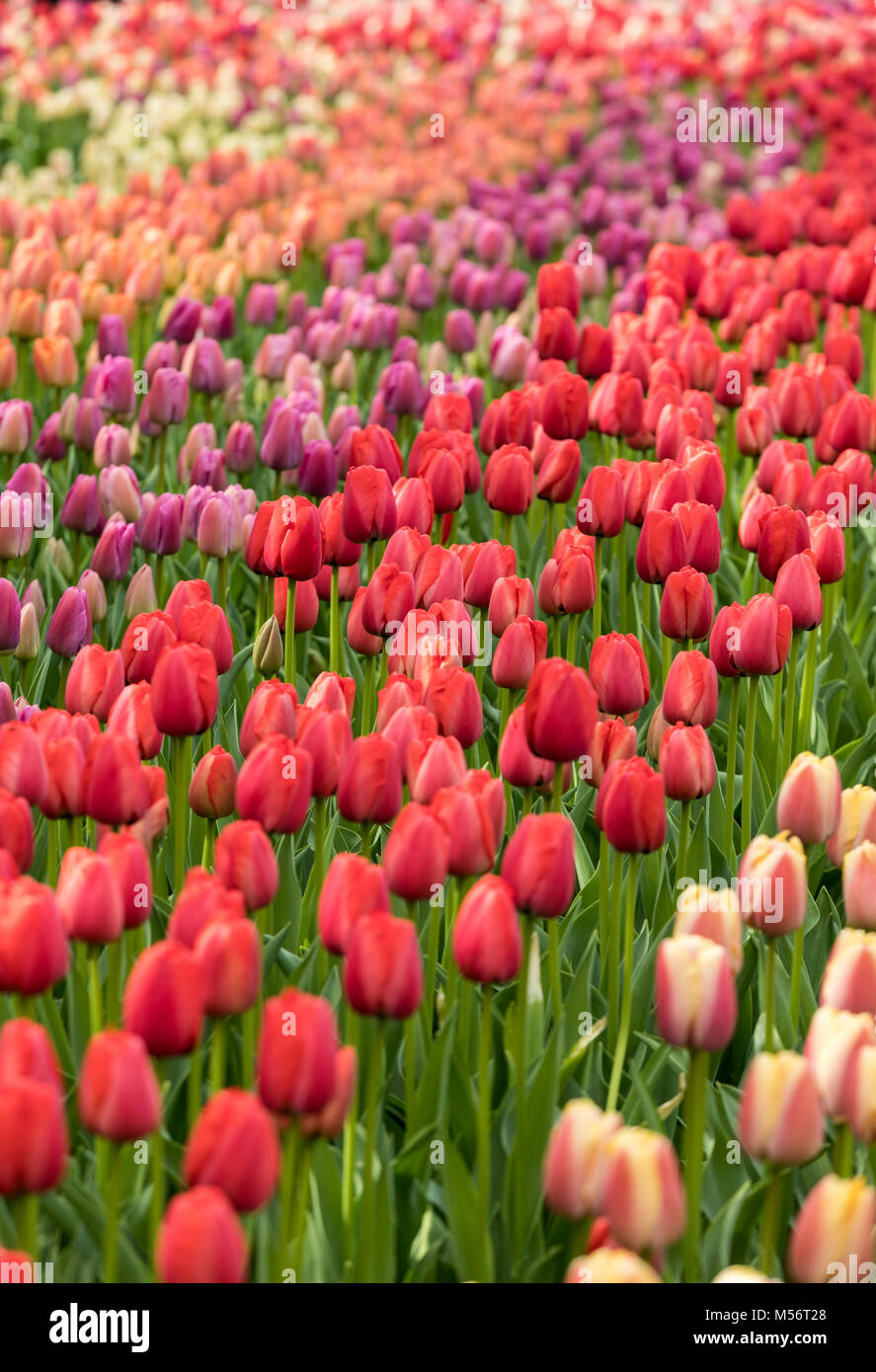 colorful tulips flowers blooming in a garden Stock Photo - Alamy
