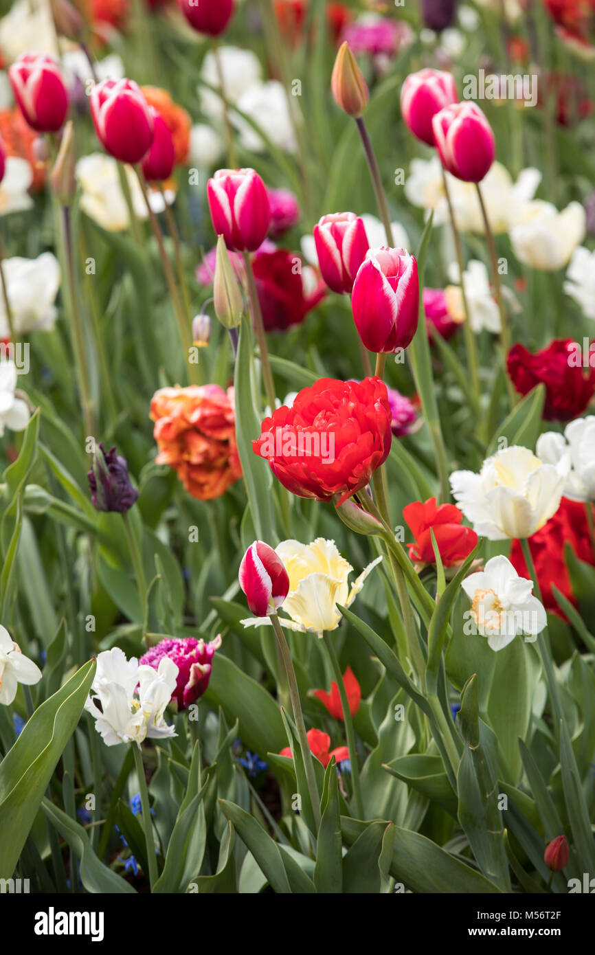colorful tulips flowers blooming in a garden Stock Photo - Alamy