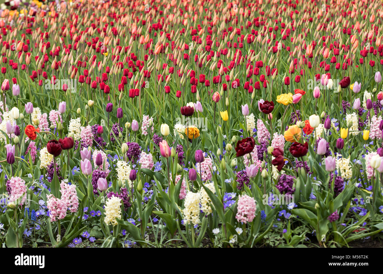 colorful tulips and hyacinths blooming in a garden Stock Photo - Alamy