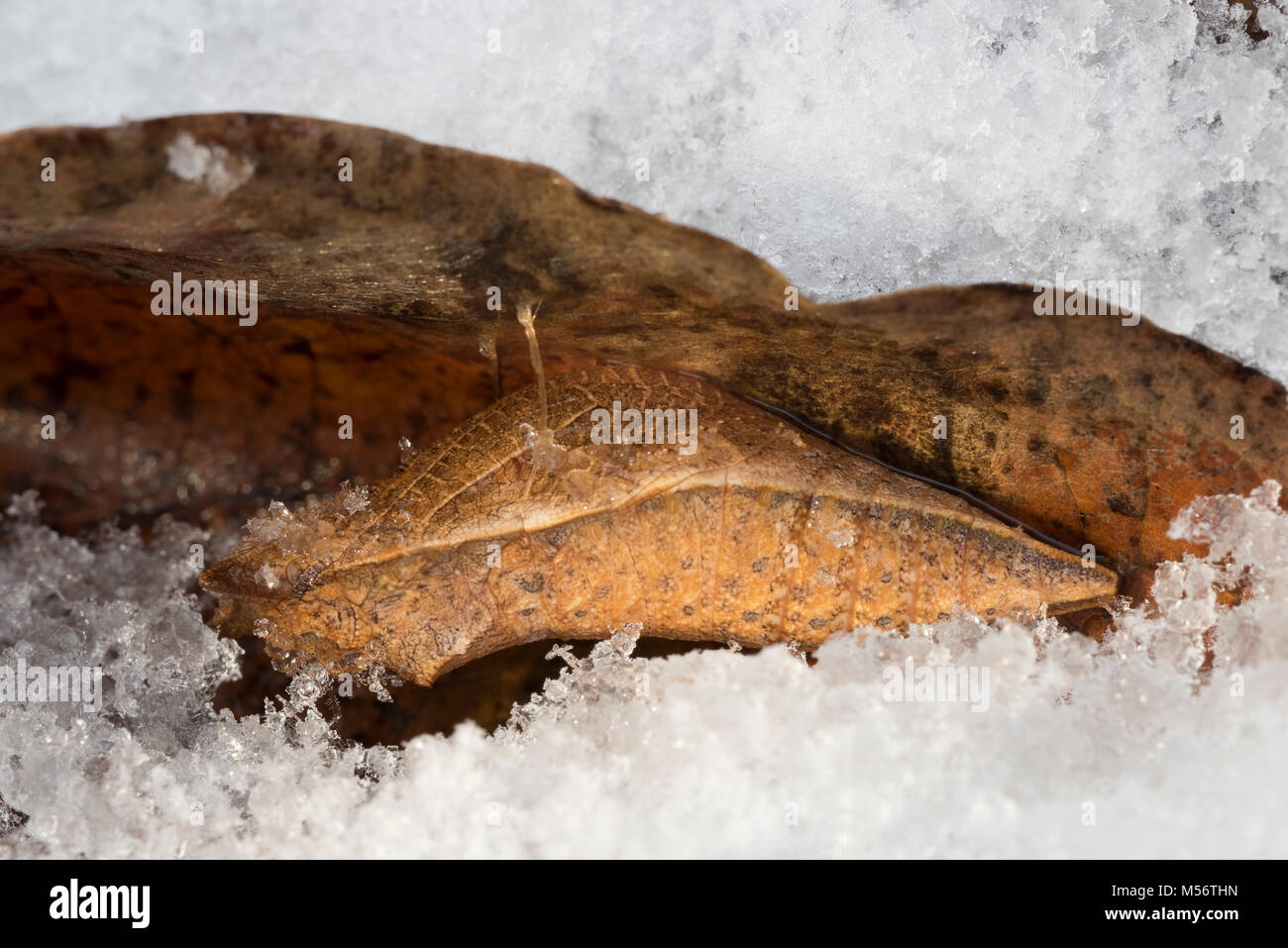 Spicebush Swallowtail chrysalis after snowfall. Chrysalis are made on