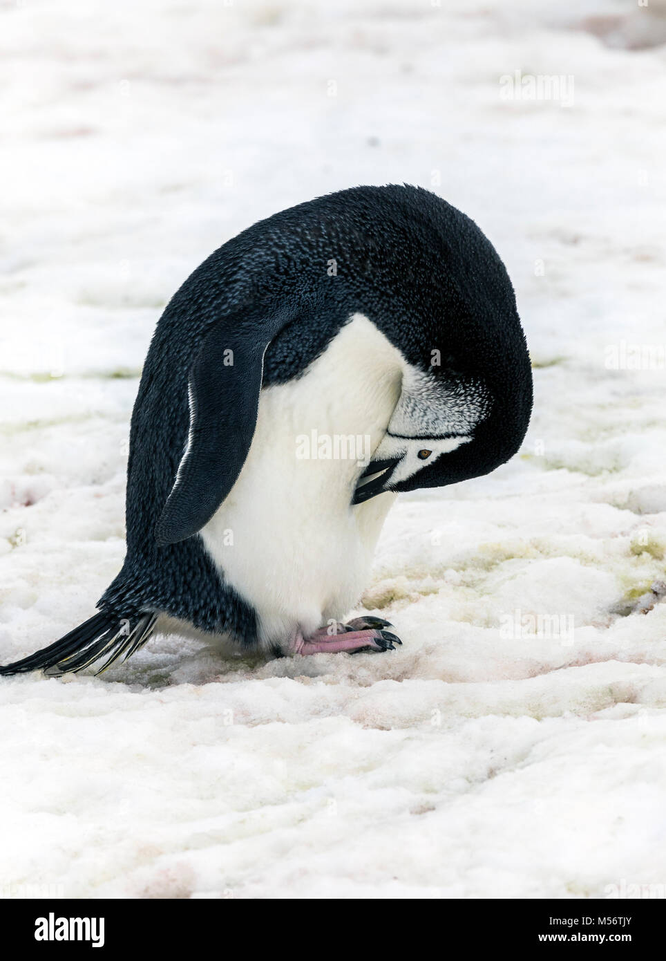 Chinstrap Penguins; Pygoscelis antarcticus; ringed penguin; bearded