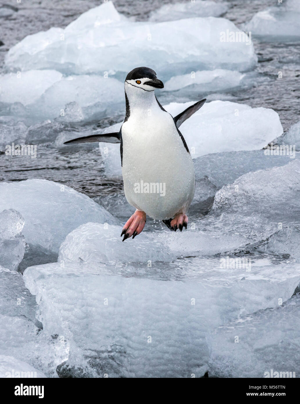 Chinstrap Penguins; Pygoscelis antarcticus; ringed penguin; bearded
