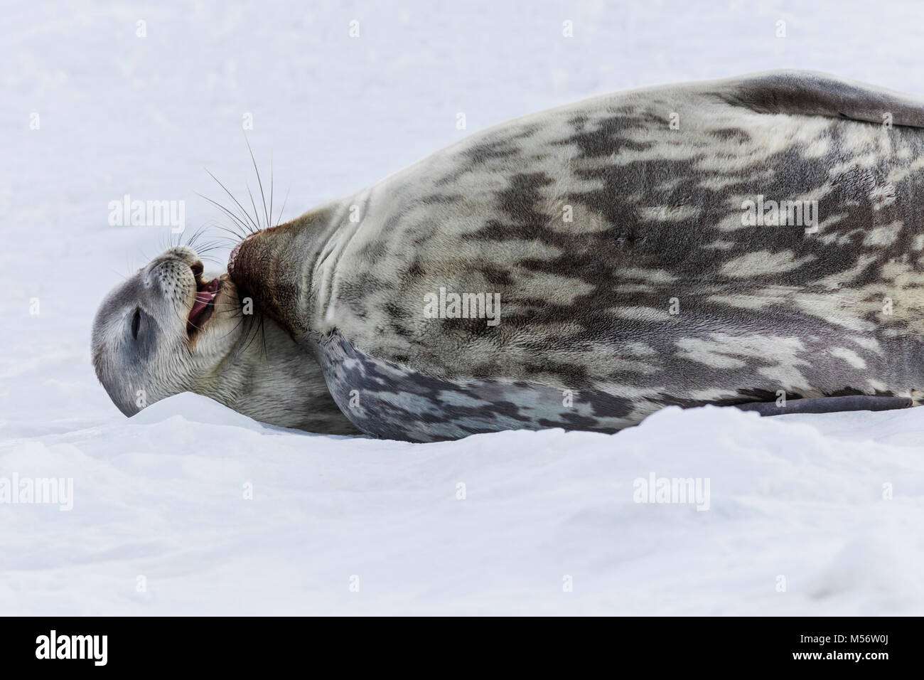 Weddell female seal with pup; Leptonychotes weddellii; Phocidae; Half Moon Island; Antarctica Stock Photo