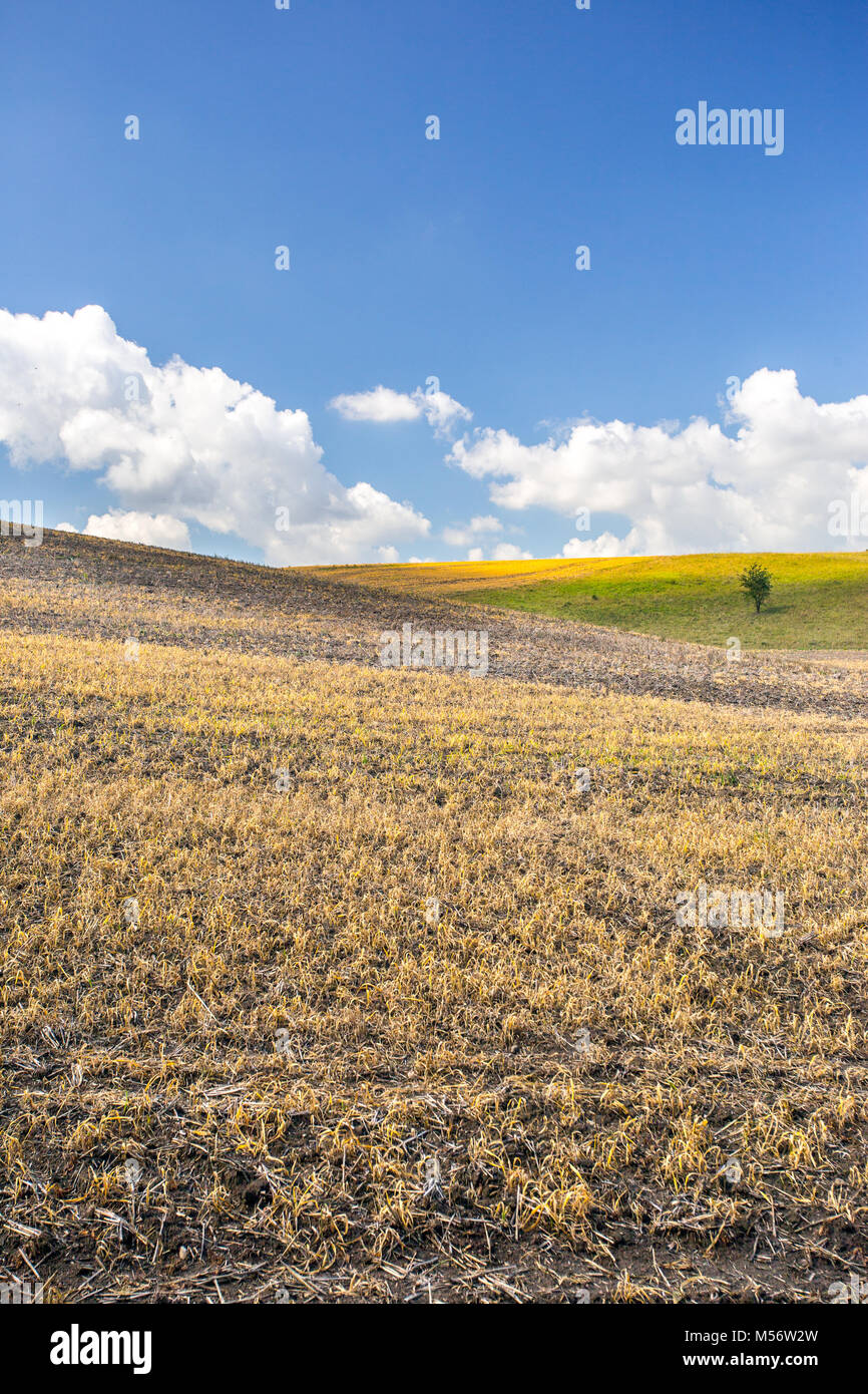 Stubble field with isolated tree near Carzig, Oderbruch, Brandenburg, Germay, blue sky with some fair-weather clouds. Stock Photo