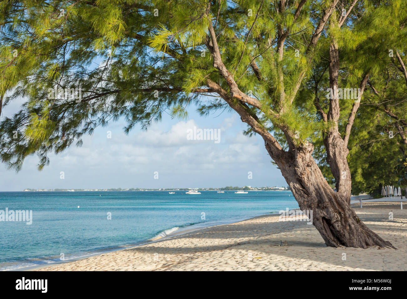 Graceful Casuarina Pine Trees on Seven Mile Beach on Grnd Cayman, Cayman Islands. Stock Photo