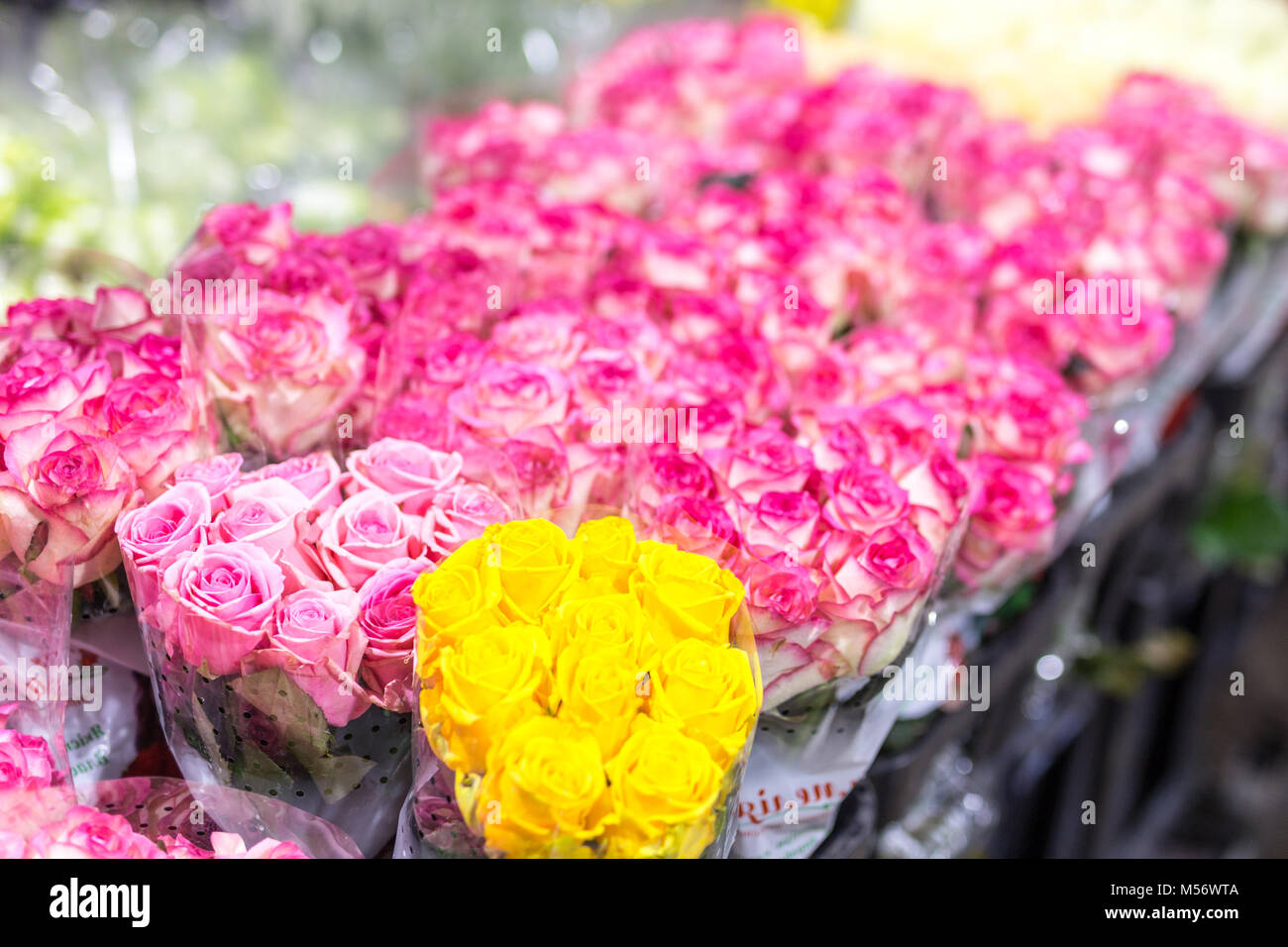 Bouquets of multiclored roses. Fresh flower background. Florist service