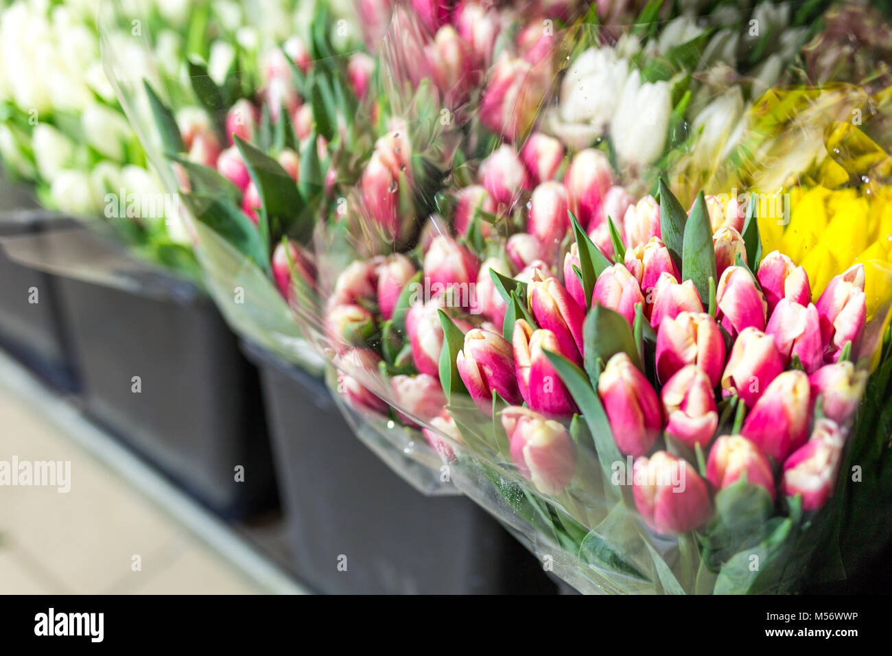 Lot of multicolored tulips bouquets. Flower market or store. Wholesale