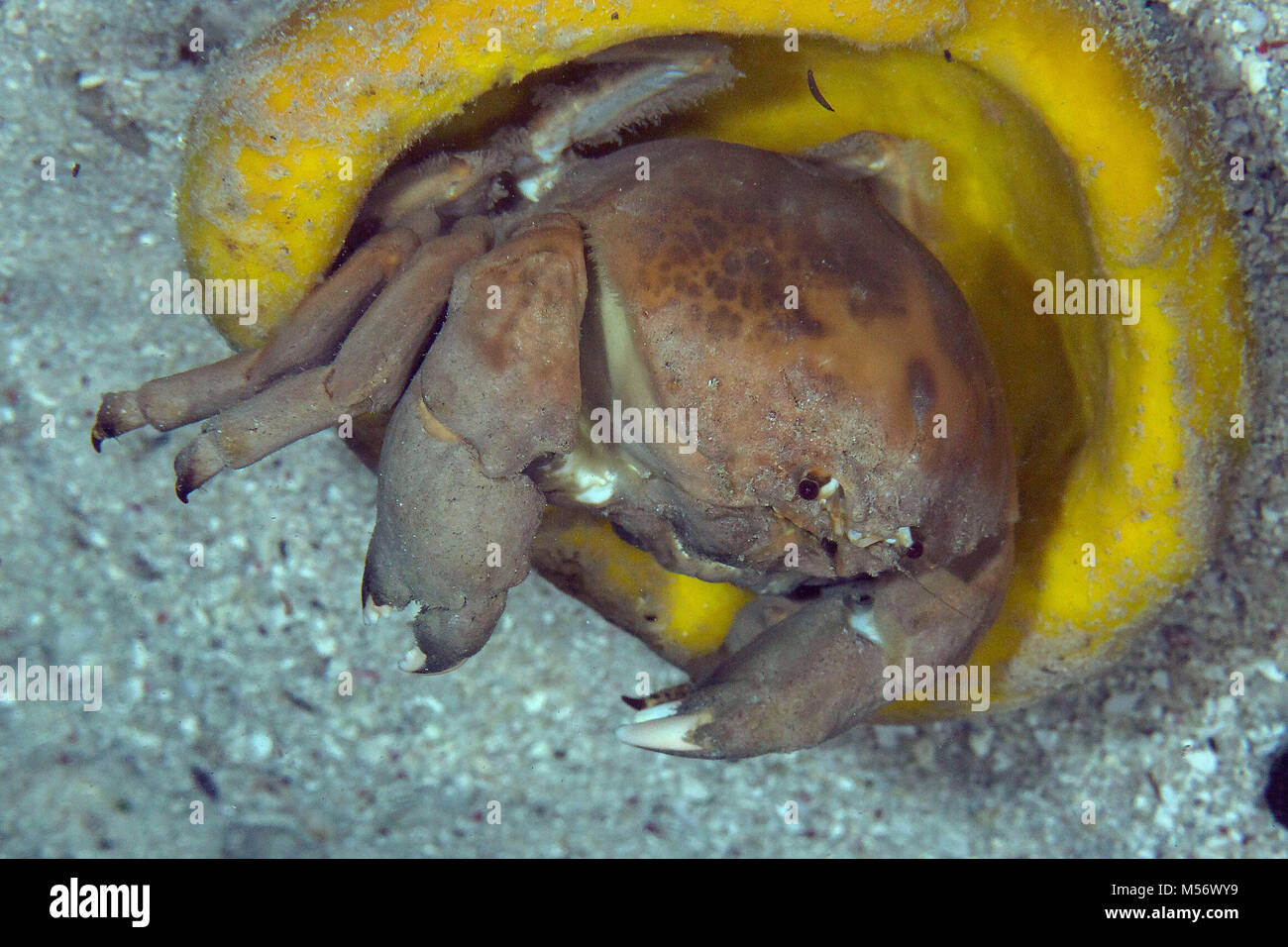 Hermit Crab In Yellow Vase Sponge, St Photograph by Turner Forte - Pixels
