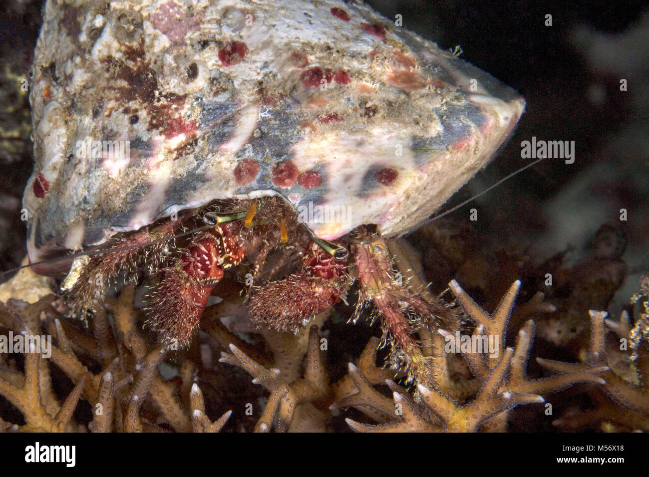 Hermit crab on the coral near Panglao Island, Philippines Stock Photo