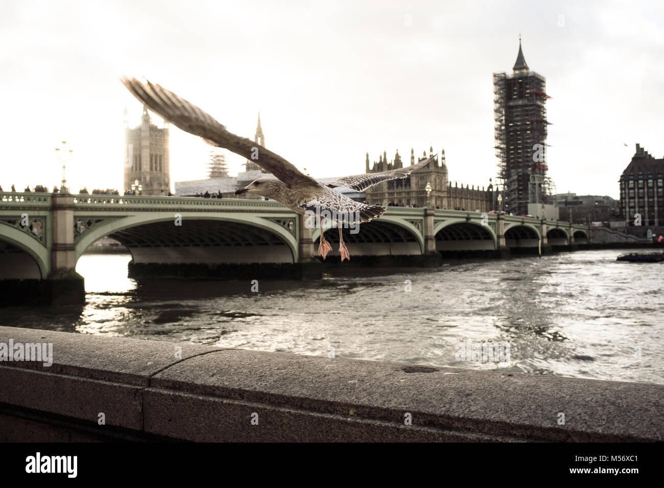 A London Southbank seagull flys towards Westminster bridge &  the Houses of Parliament complete with scaffolding restoration on Elizabeth tower. Stock Photo