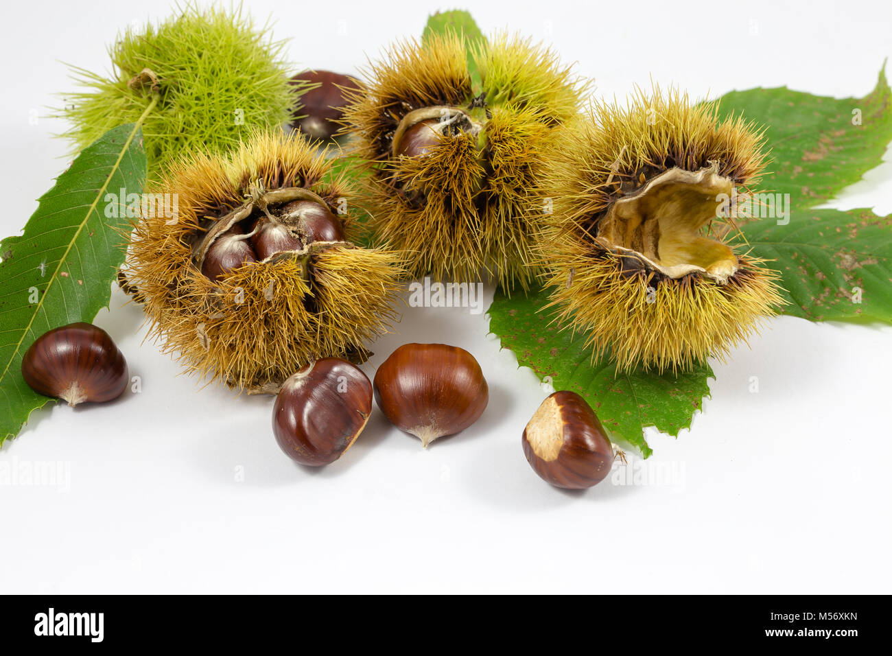 Chestnuts and chestnut curls in a white background / autumn / fall / green chestnut leaves Stock Photo