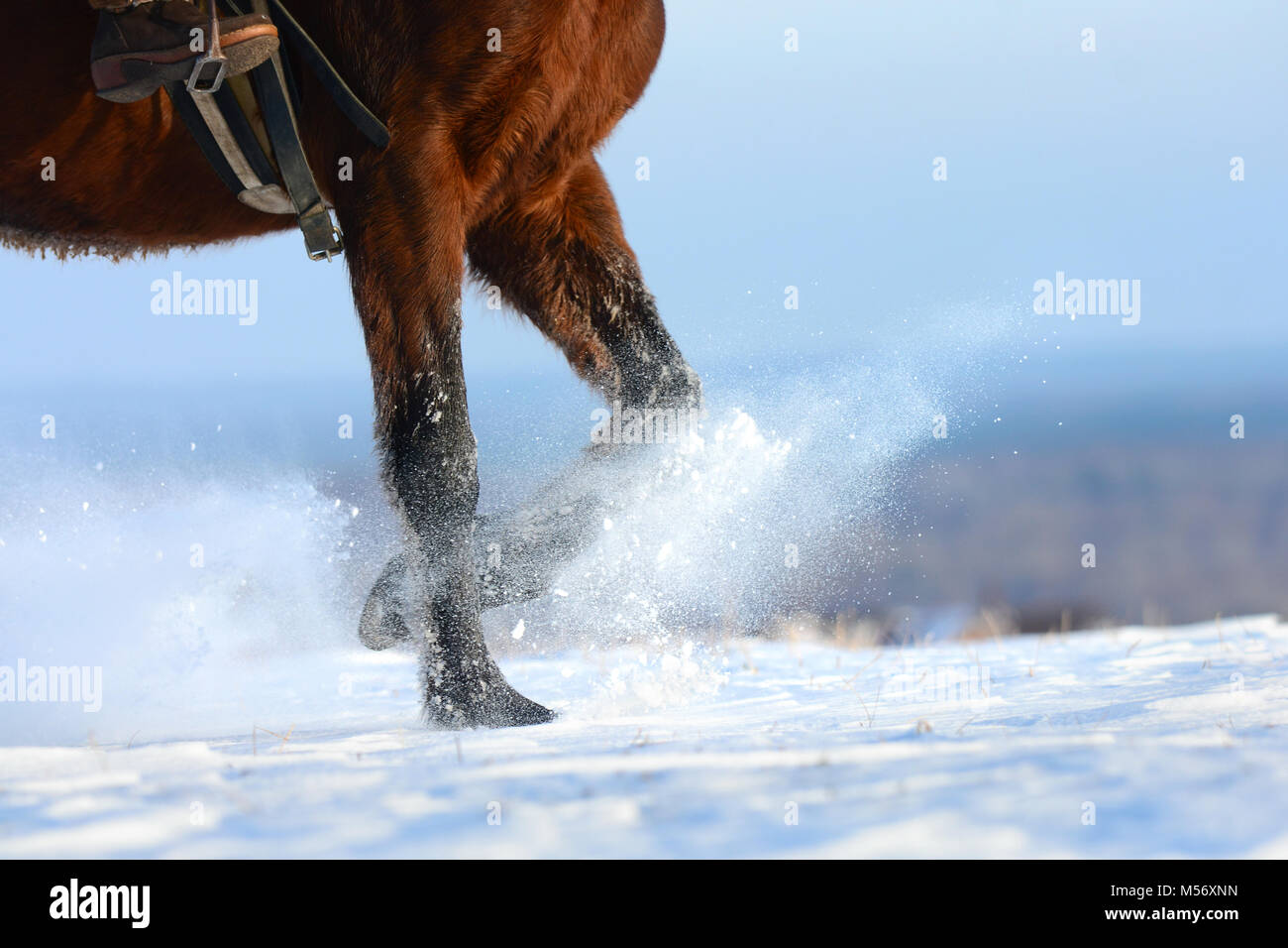 Horses hooves, legs with snow flying around, rising up. Sorrel horse
