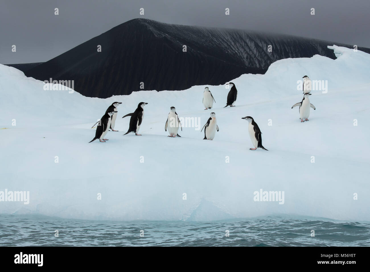 British Overseas Territory, South Sandwich Islands, Saunders Island