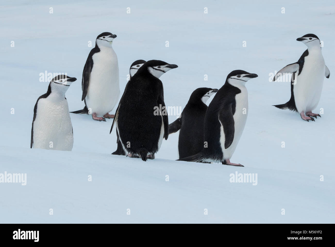 British Overseas Territory, South Sandwich Islands, Saunders Island