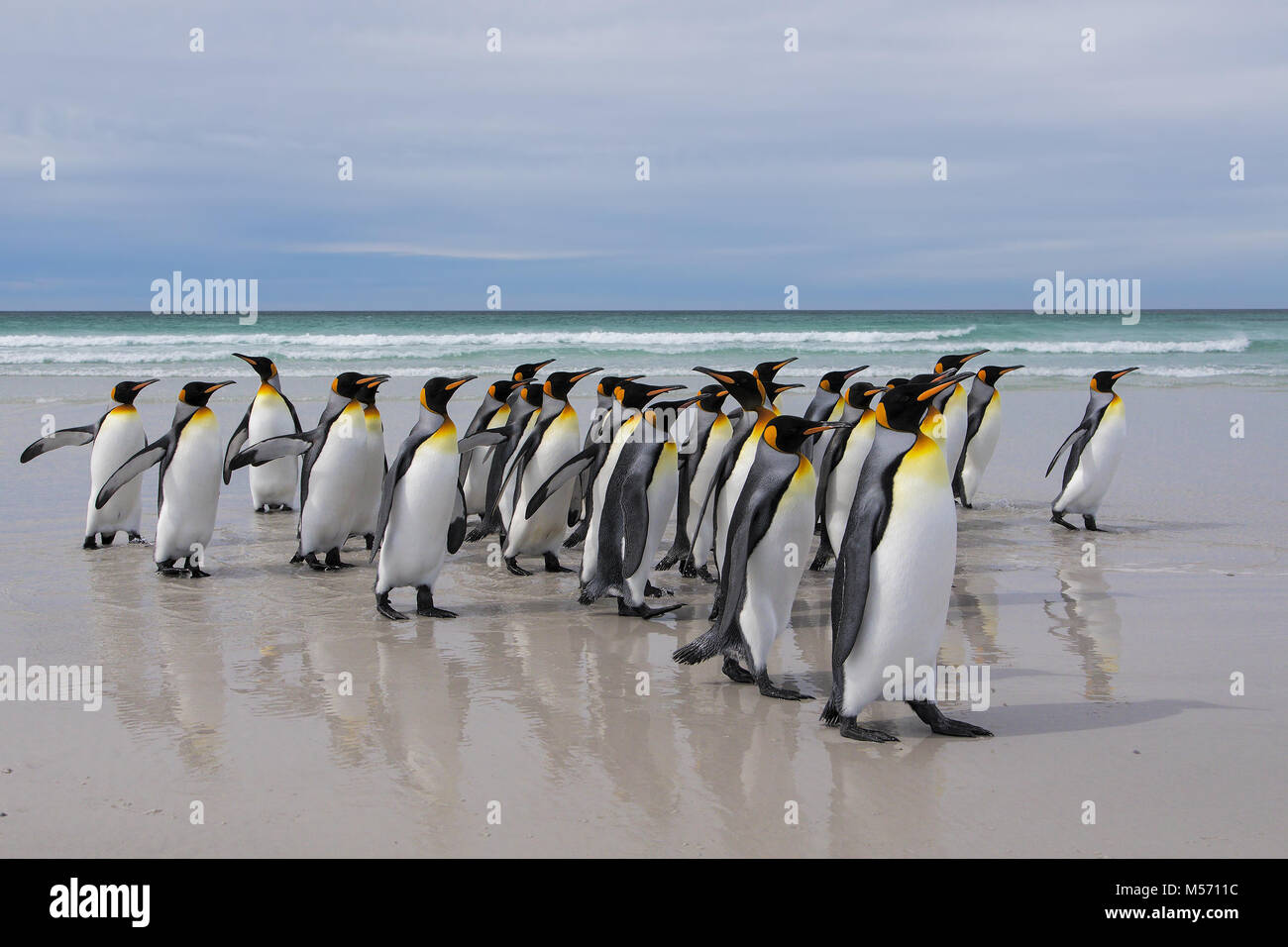 King penguin Stock Photo