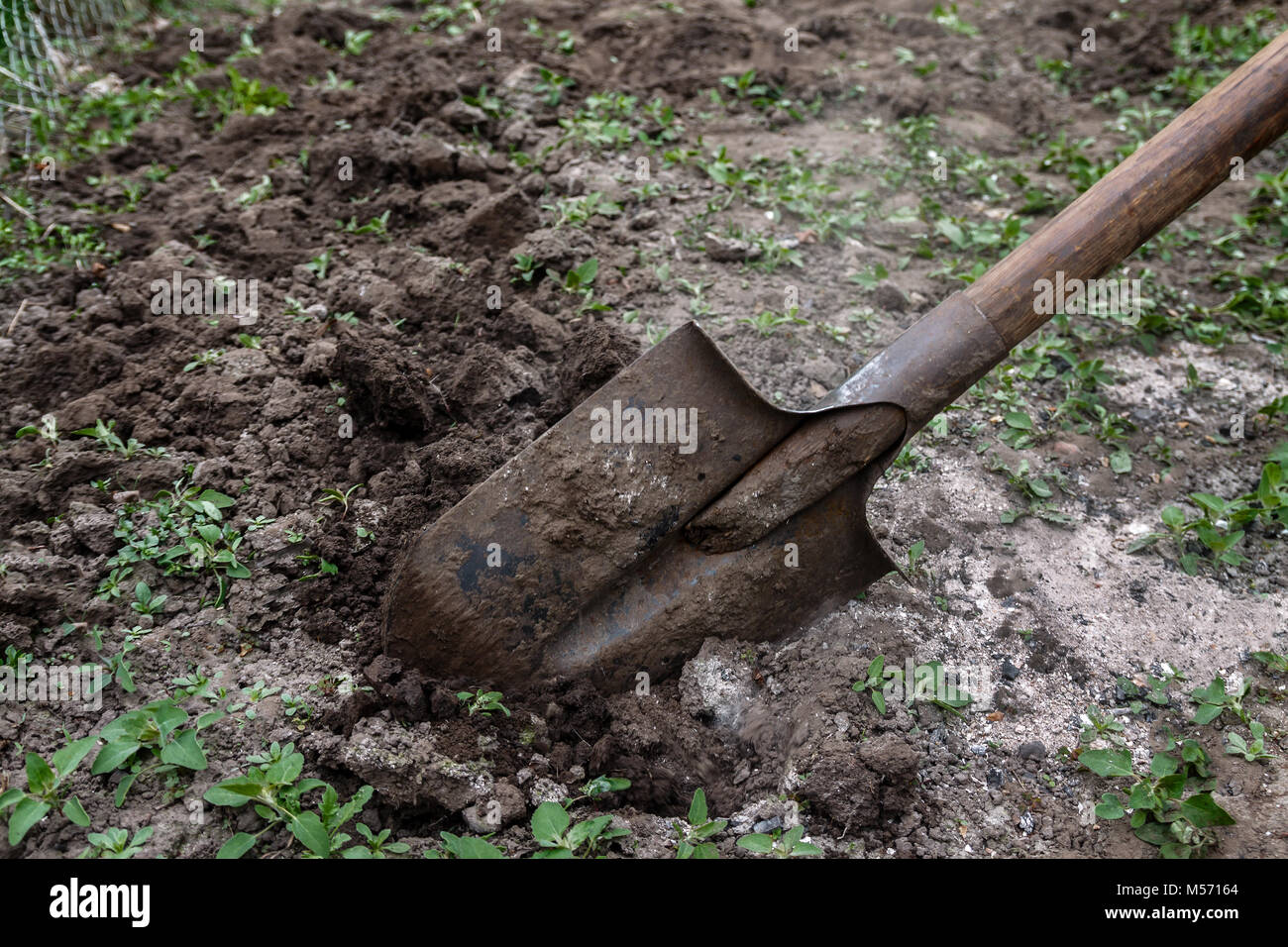 Shovel close up digs plant hi-res stock photography and images - Alamy