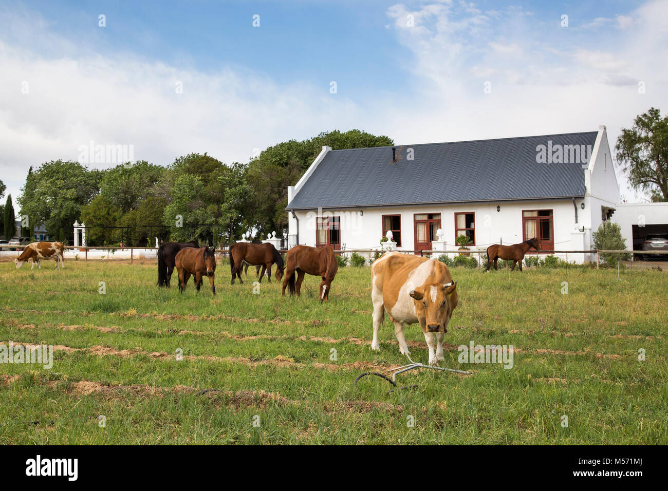 Farm yard with a dairy cow and small herd of horses Stock Photo