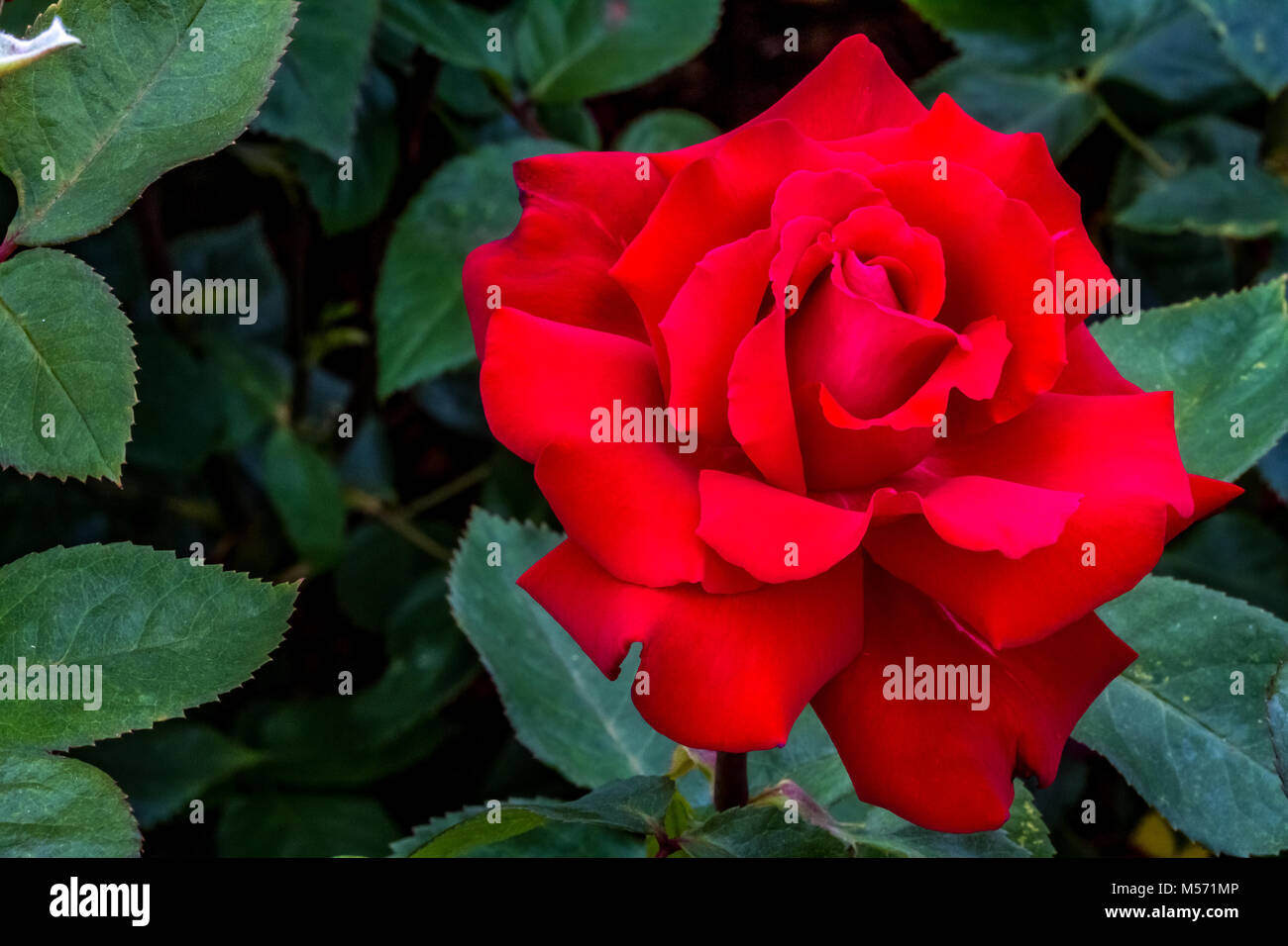 Red rose 'Rosa Claret' Stock Photo - Alamy