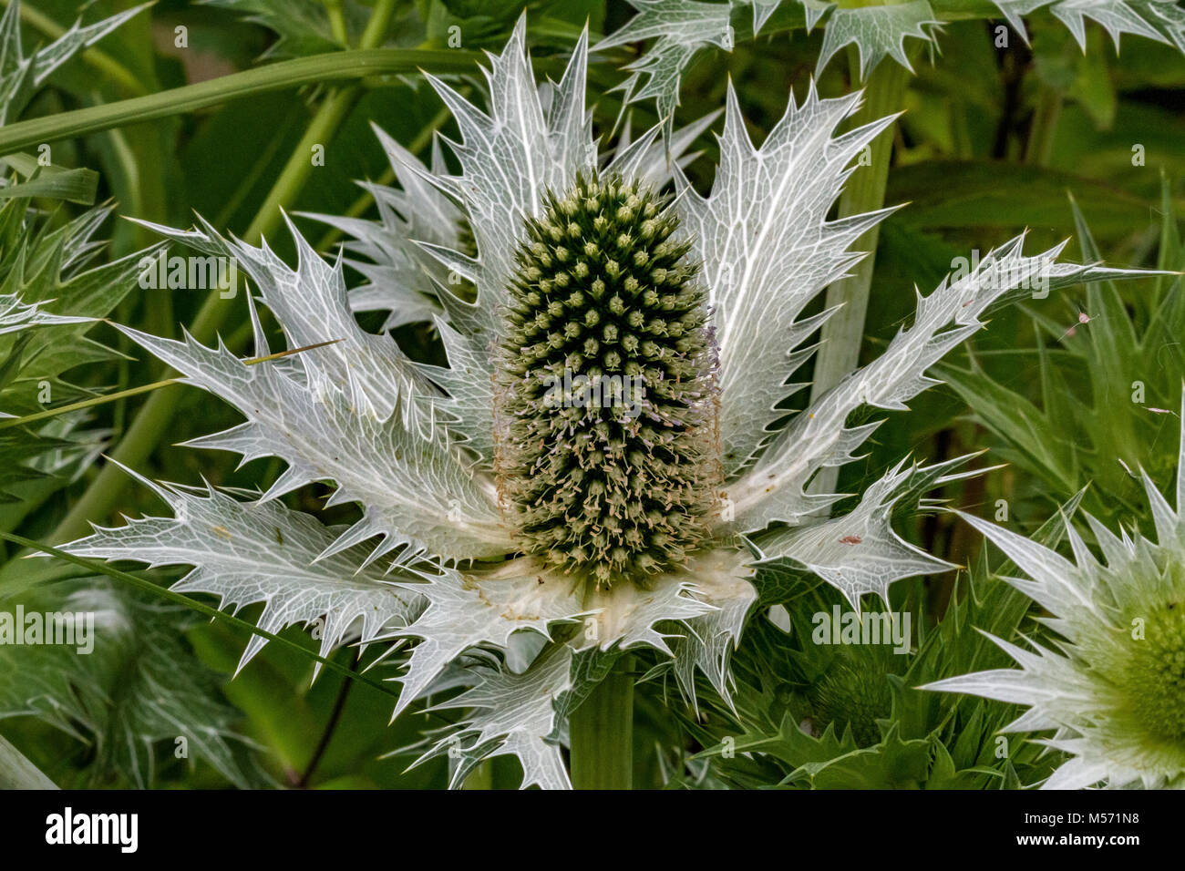 Close up of Eryngium giganteum 'Silver Ghost' Stock Photo Alamy