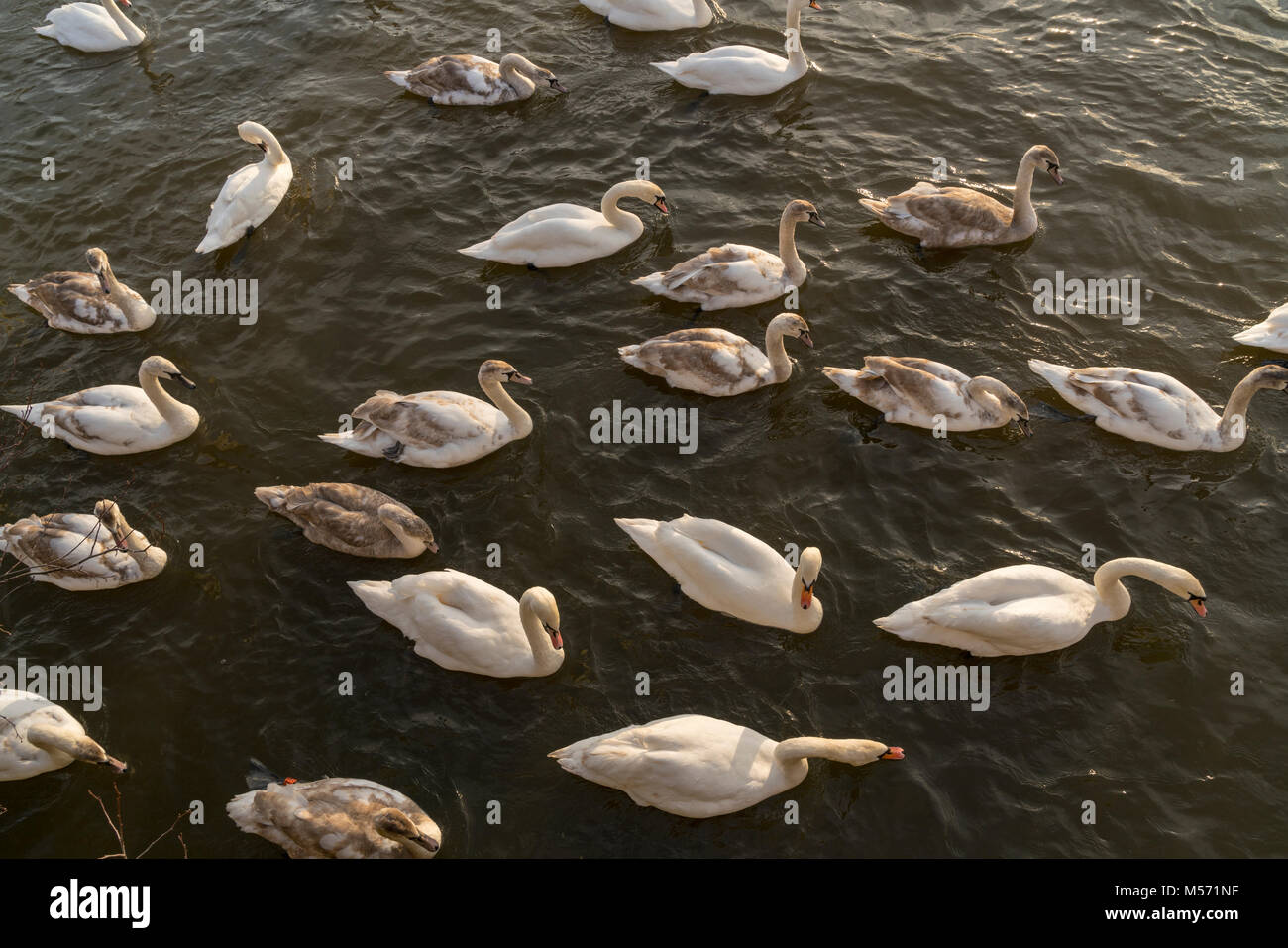 Swans on the River Severn in Worcester, UK Stock Photo