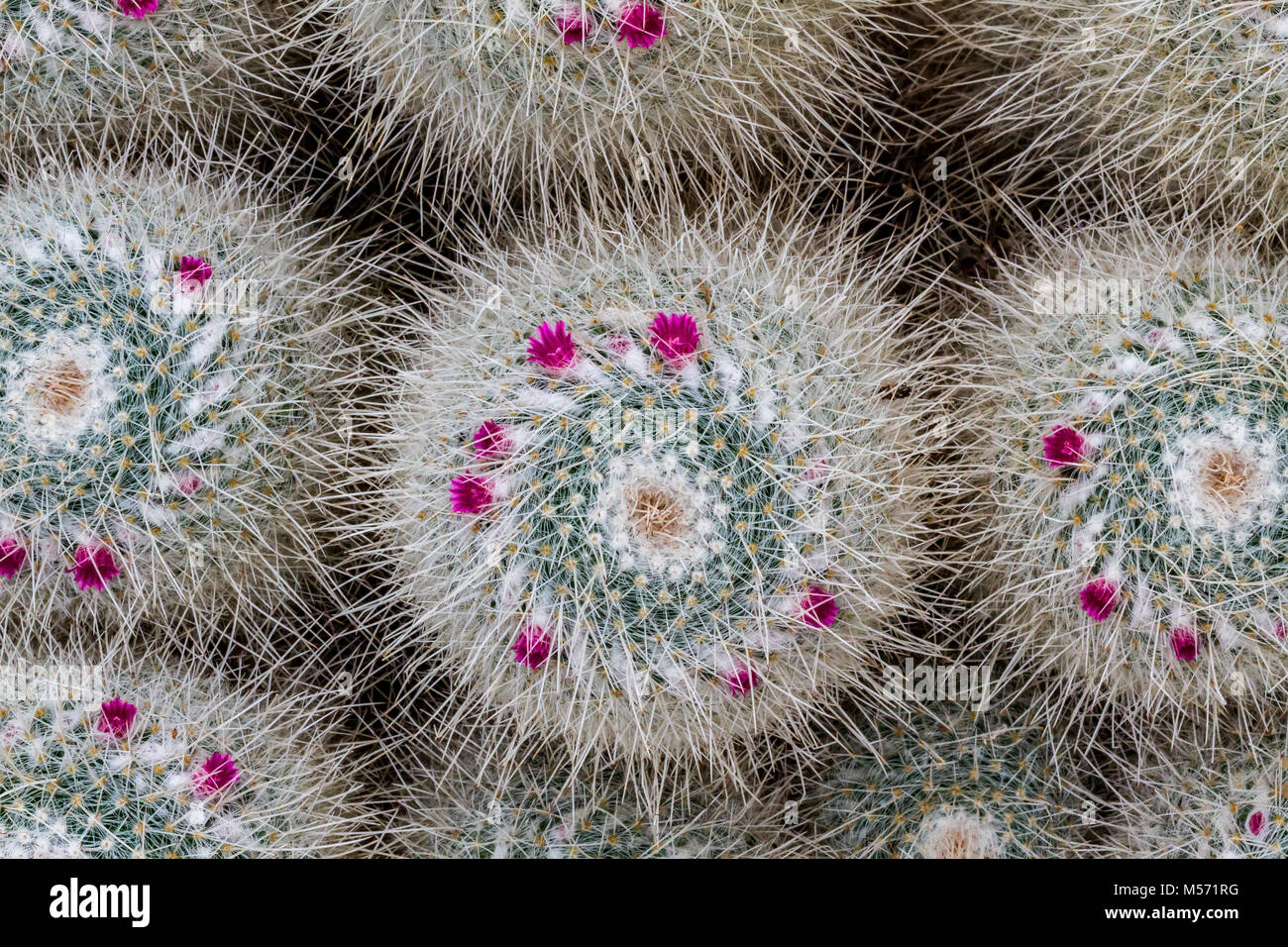 Mammillaria bombycina or silken pincushion cactus Stock Photo