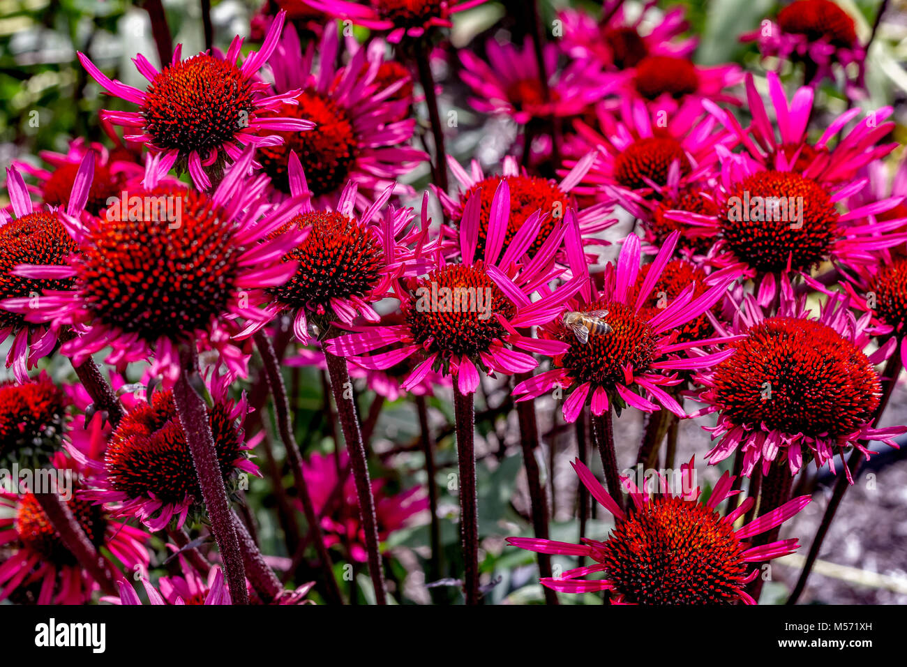 Echinacea purpurea 'Fatal Attraction' commonly known as Purple coneflower Stock Photo Alamy
