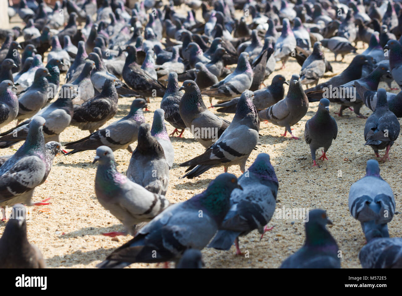 Pigeons eat bread on the floor in-park Bangkok Thailand. Stock Photo