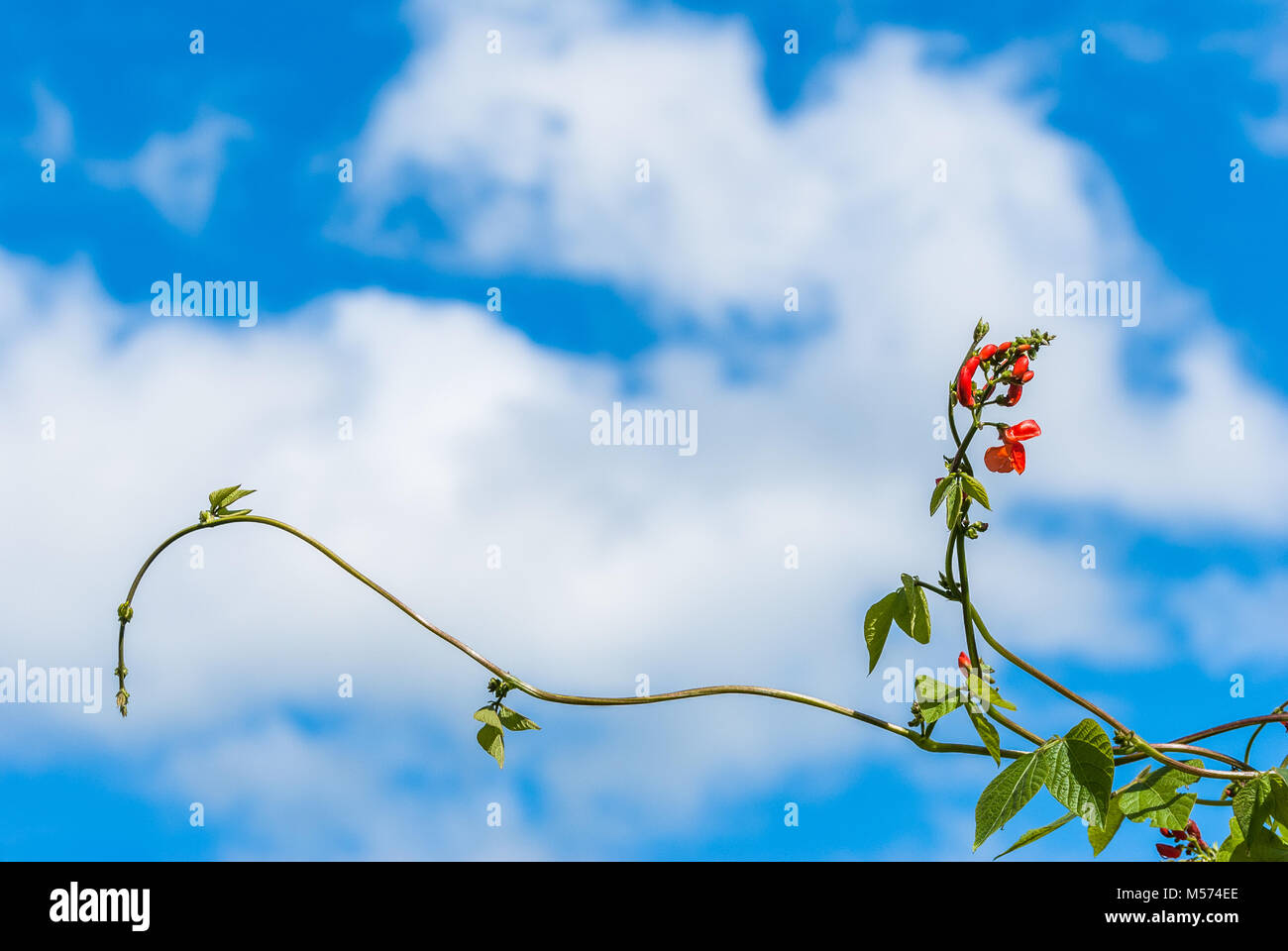 Growing Runner Bean Stalk with developing flowers against a blue sky. Stock Photo