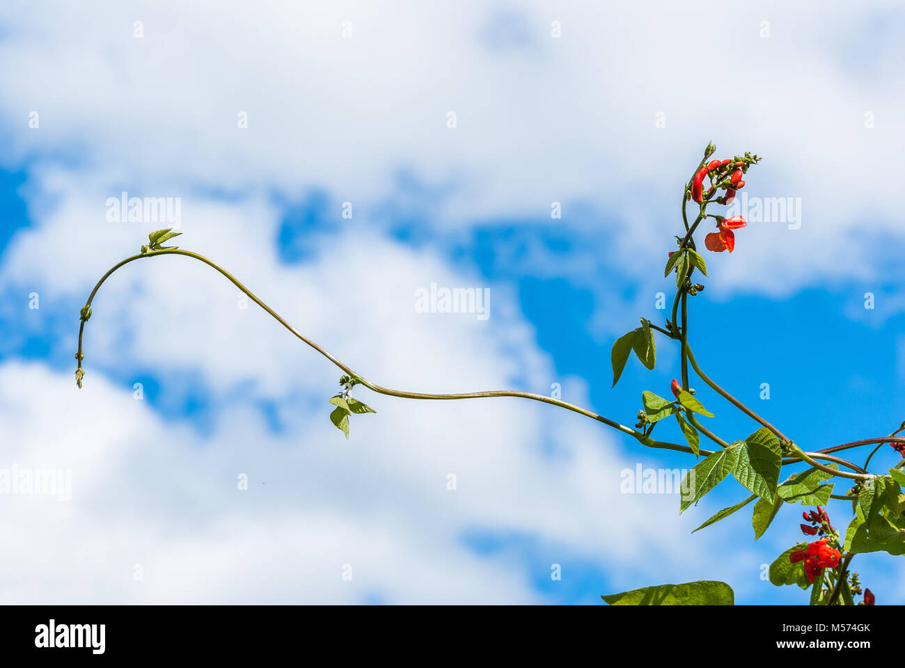Growing Runner Bean Stalk with developing flowers against a blue sky. Stock Photo