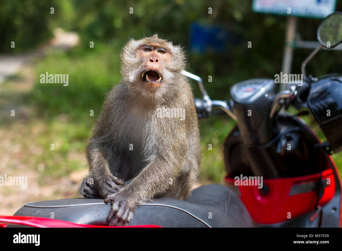 koh-chang-monkeys-hi-res-stock-photography-and-images-alamy