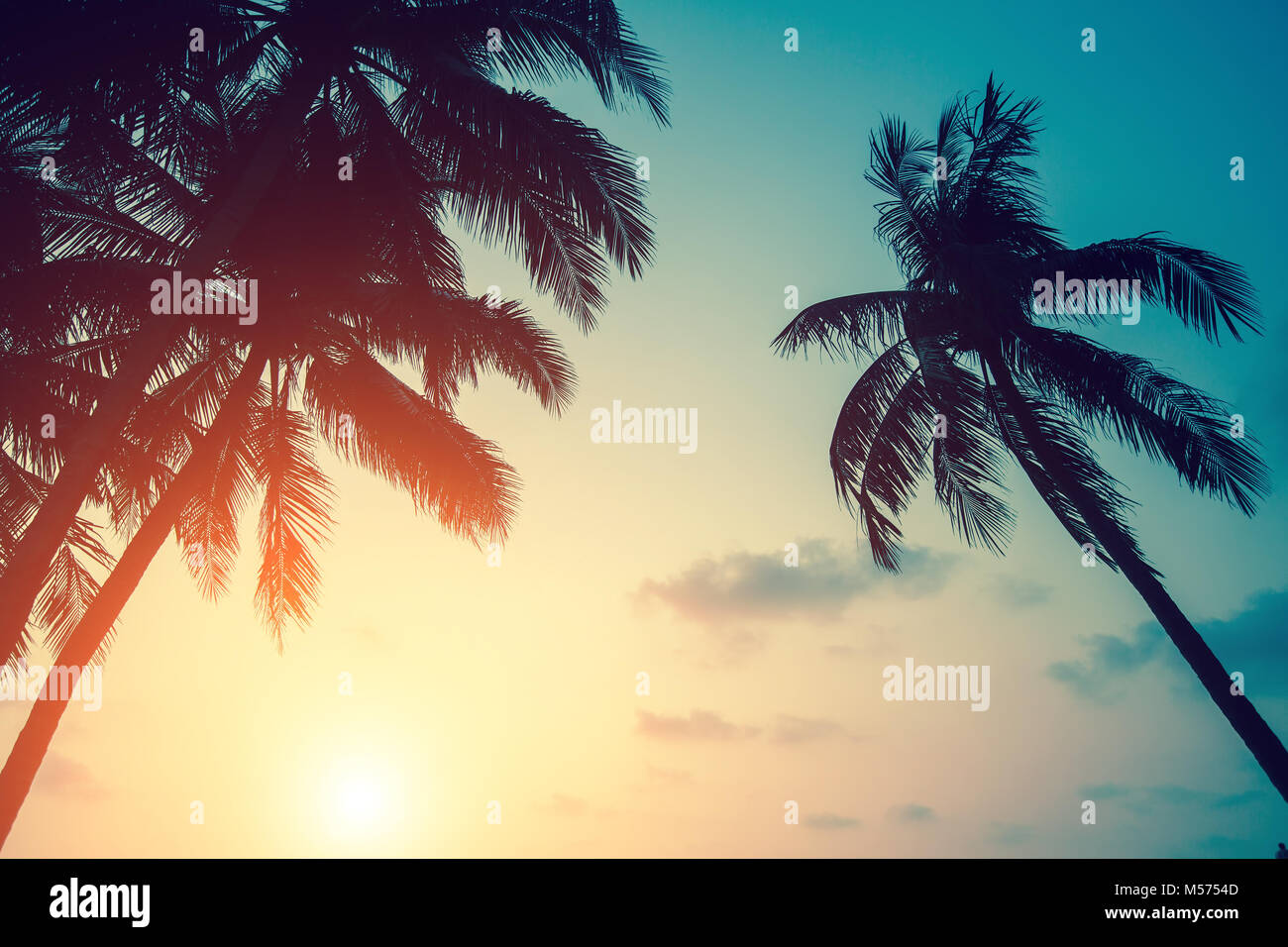 Silhouettes of palm leaves against the setting sky. Stock Photo