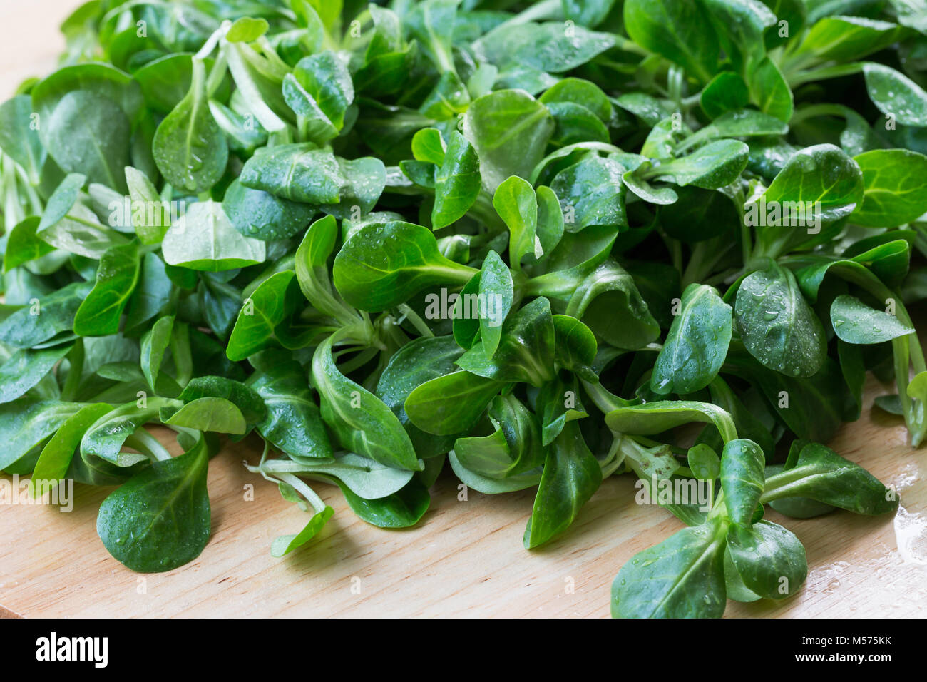 Fresh lamb lettuce corn salad on wooden table. Green lettuce leaves (Valerianella locusta) Stock Photo
