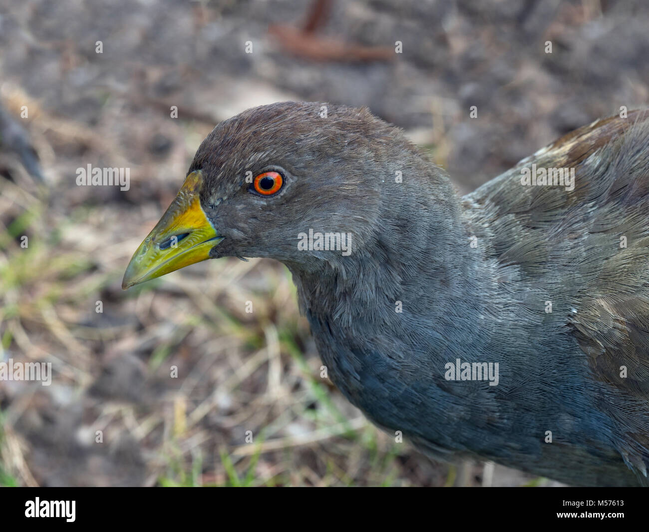 Tasmanian Native hen Tribonyx mortierii  Tasmania, Australia. Stock Photo