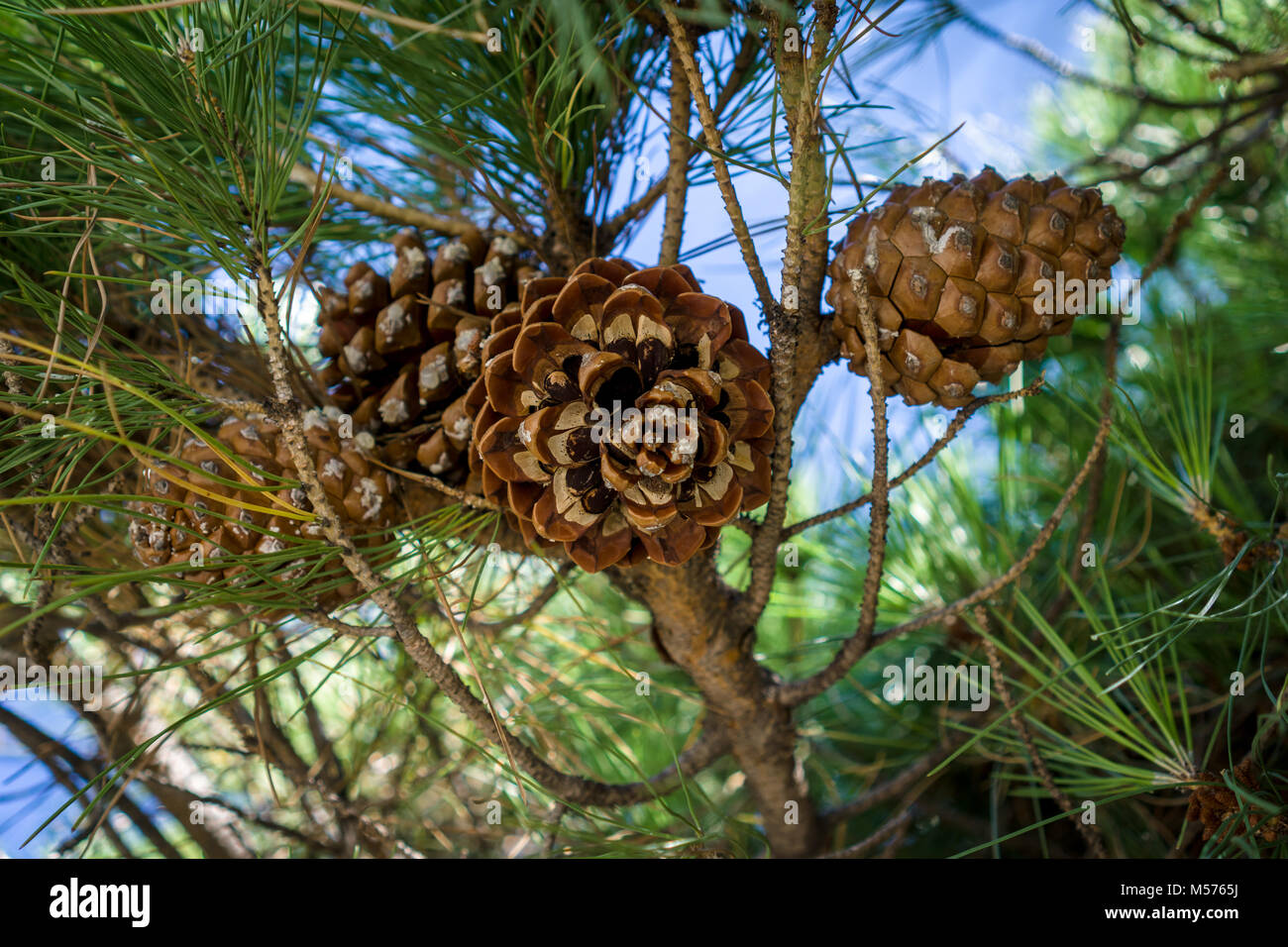 Huge pine cones in a Mediterranean pine cone tree Stock Photo