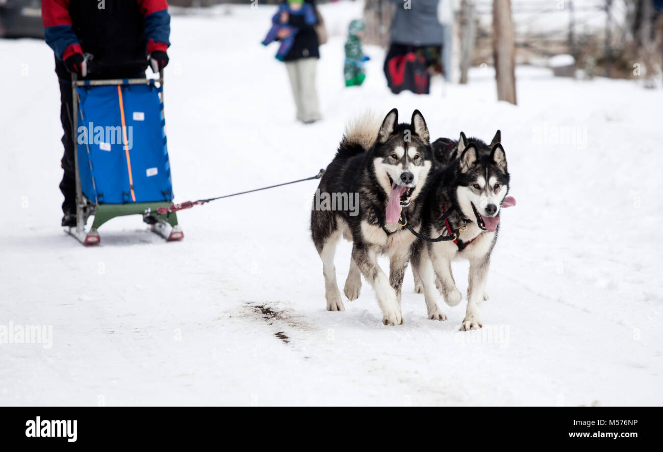 Dogsledding with huskies Stock Photo Alamy