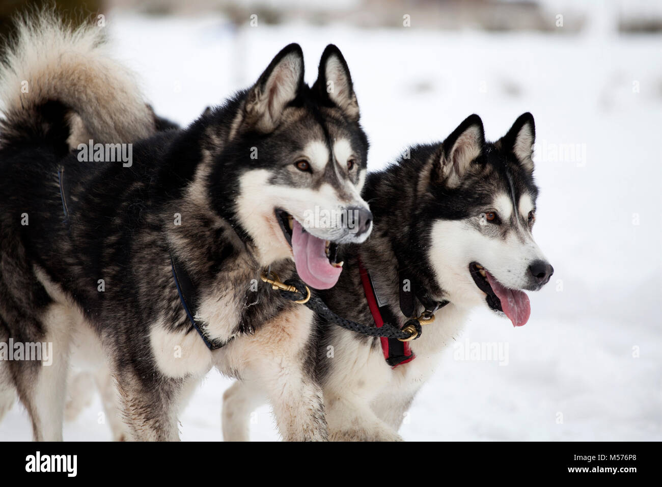 Dogsledding with huskies Stock Photo Alamy