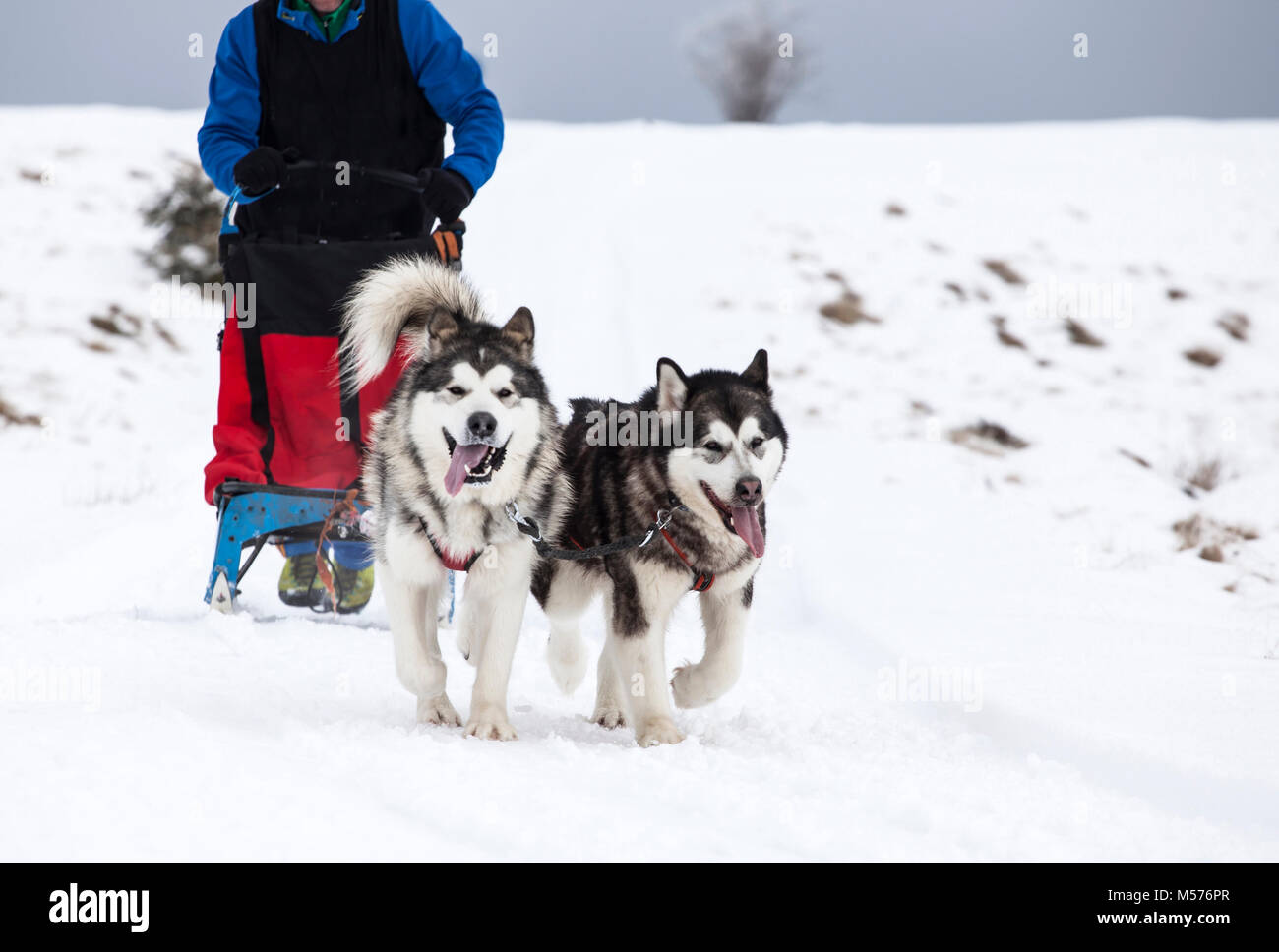 Dogsledding with huskies Stock Photo Alamy
