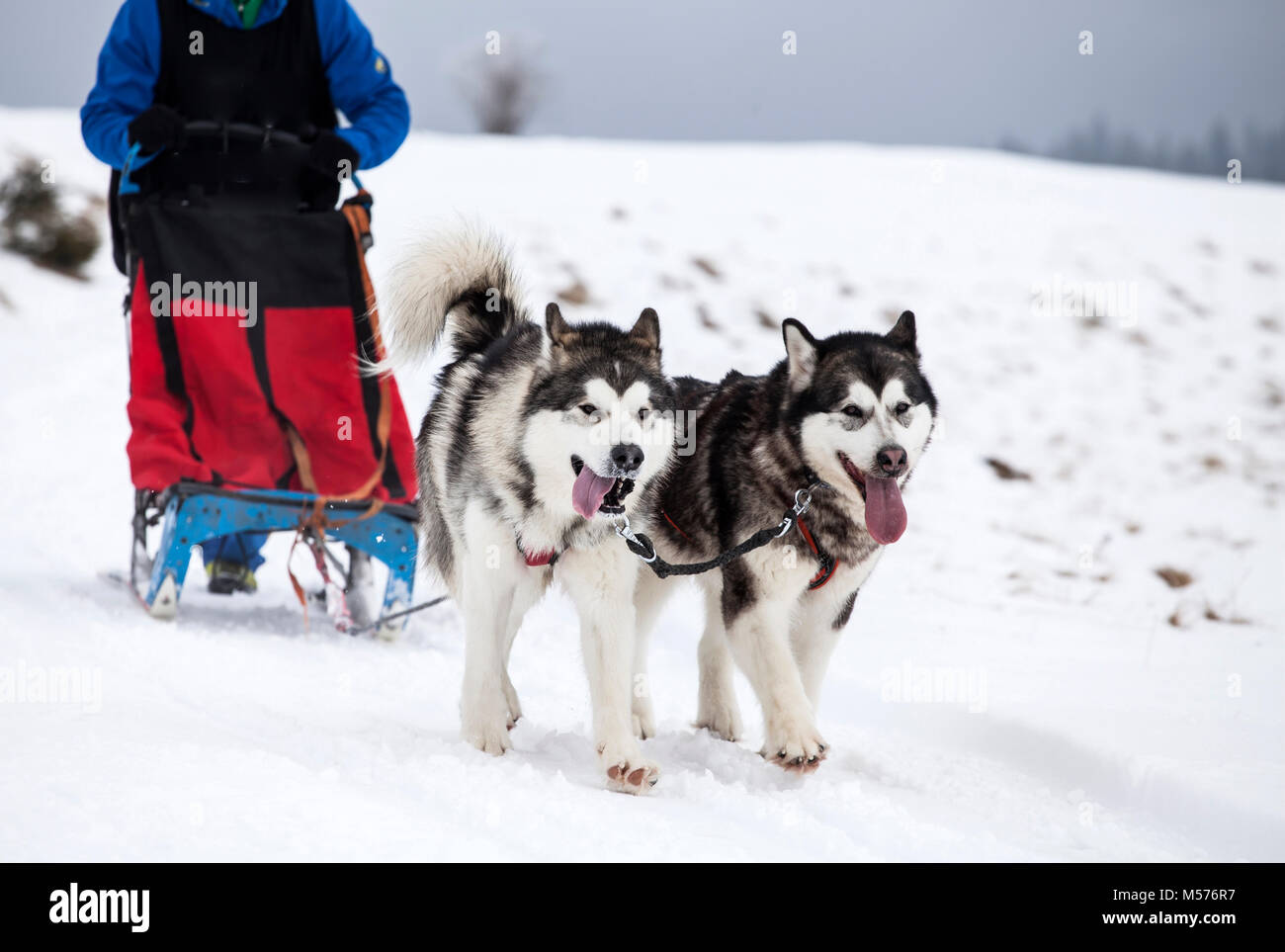 Dogsledding with huskies Stock Photo Alamy
