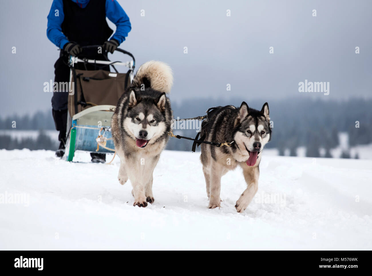 Dogsledding with huskies Stock Photo Alamy