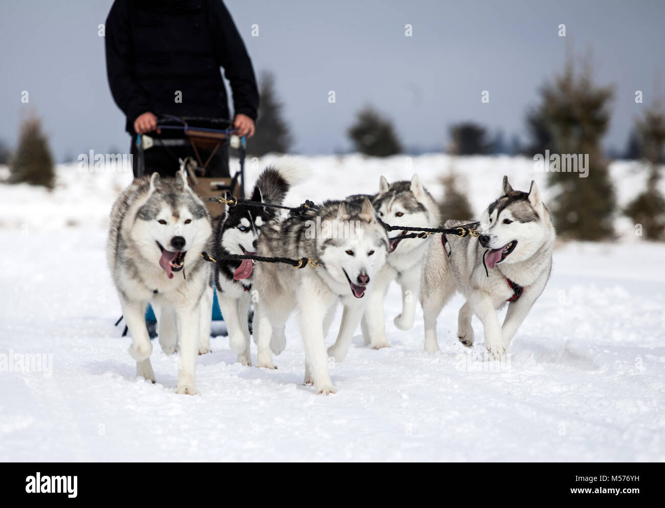 Dogsledding with huskies Stock Photo Alamy