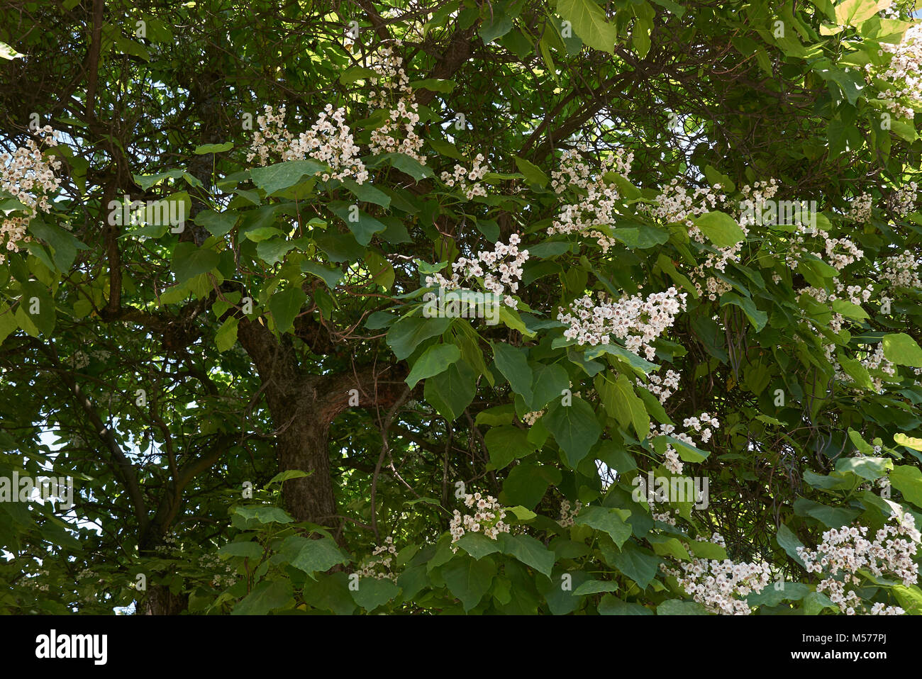 Catalpa bignonioides Stock Photo