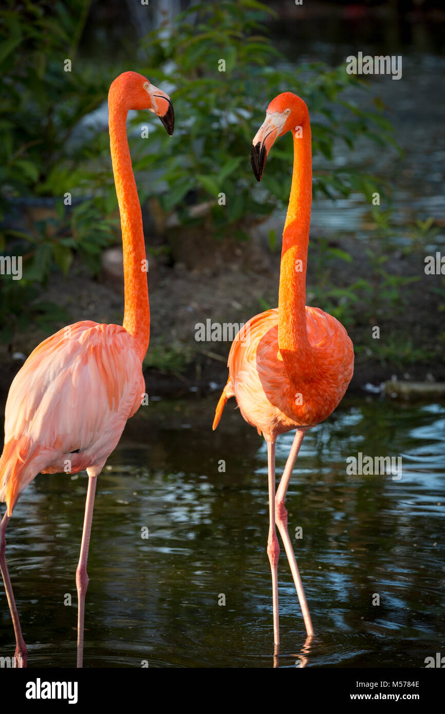 American Flamingos (Phoenicopterus Ruper) in pond at Everglades Wonder Garden, Bonita Springs, Florida, USA Stock Photo
