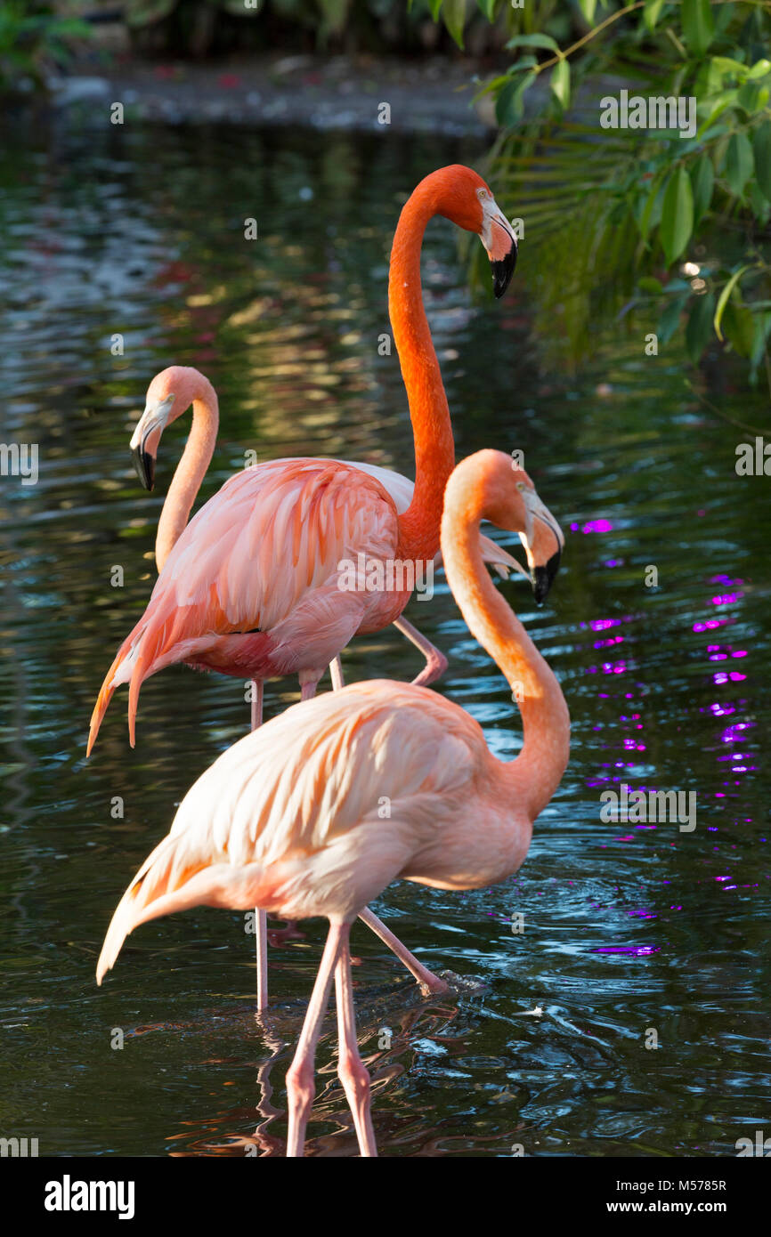 American Flamingos (Phoenicopterus Ruper) in pond at Everglades Wonder Garden, Bonita Springs, Florida, USA Stock Photo