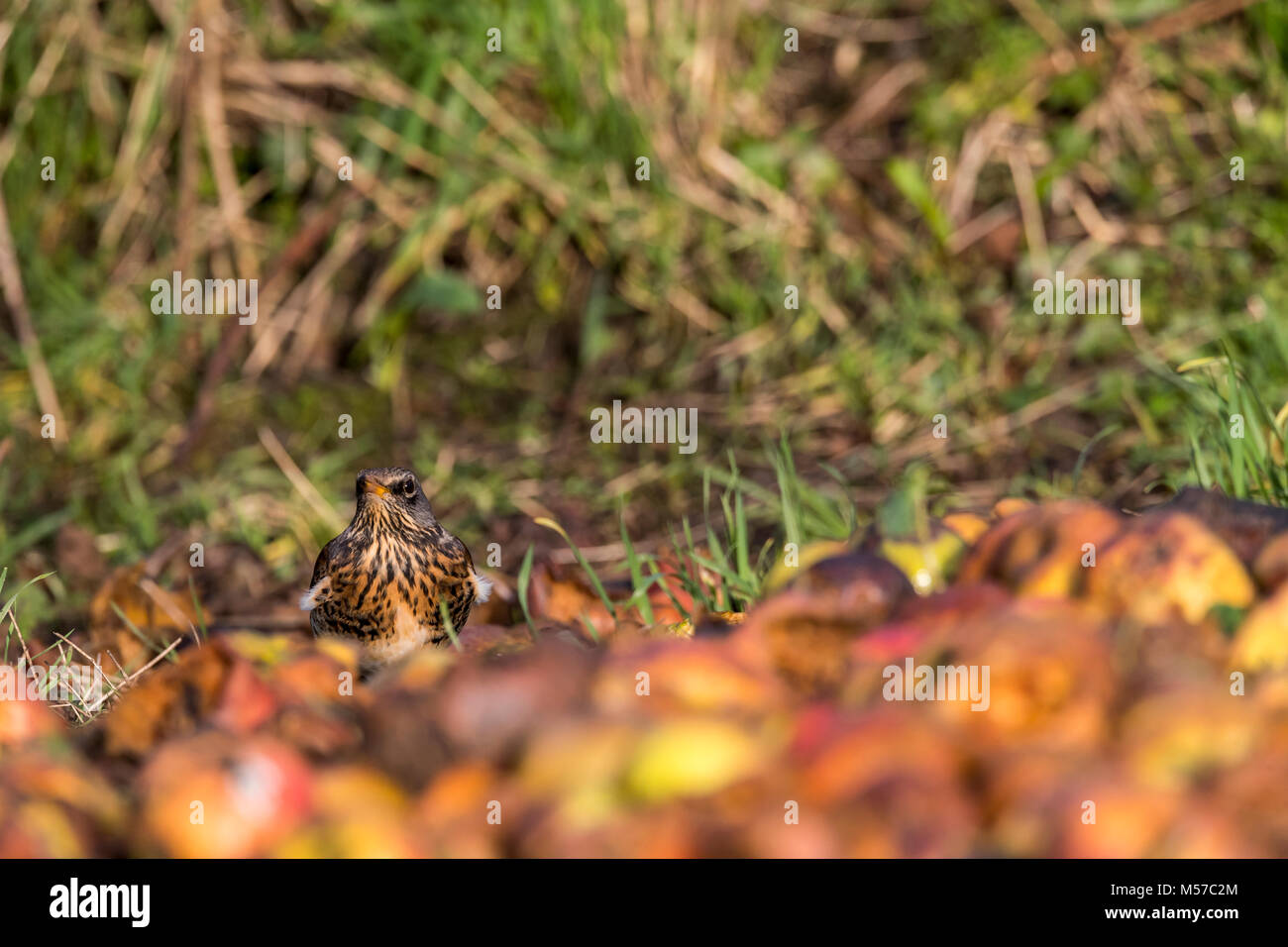 Fieldfare, an overwintering species in the UK, feeds on windfalls in a ...