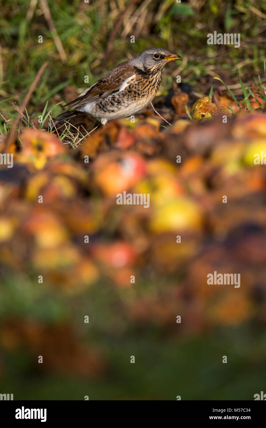 Fieldfare, an overwintering species in the UK, feeds on windfalls in a ...