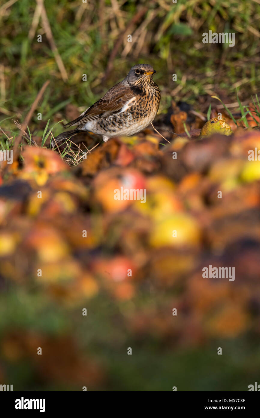 Fieldfare, an overwintering species in the UK, feeds on windfalls in a ...