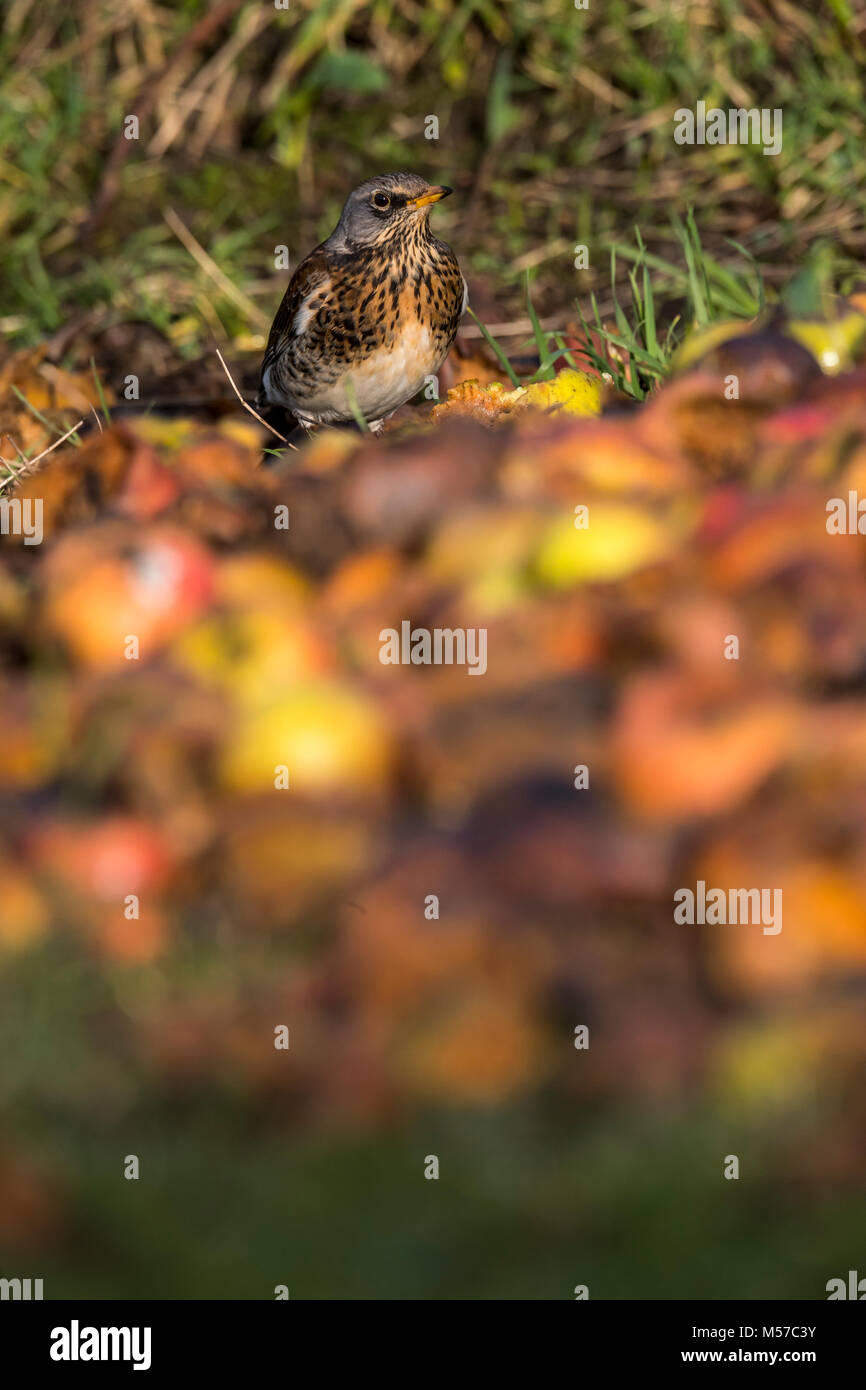 Fieldfare, an overwintering species in the UK, feeds on windfalls in a ...