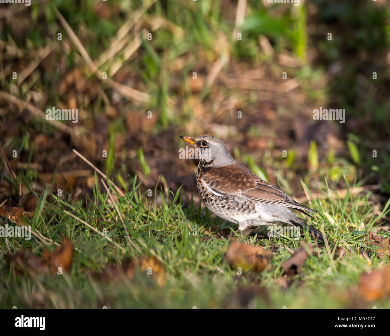 Fieldfare, an overwintering species in the UK, feeds on windfalls in a ...